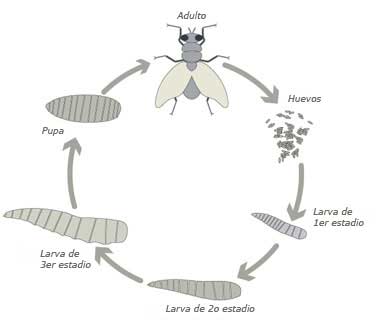 Fisiología general; un esbozo de la ciencia de la vida . Fig.  135.-Histolysis de fibras musculares en la cola de la larva de la^rana.  (Después Looss.) El isotrópico y el anisotrópico sustancias